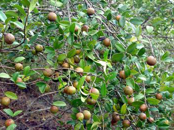 山茶油